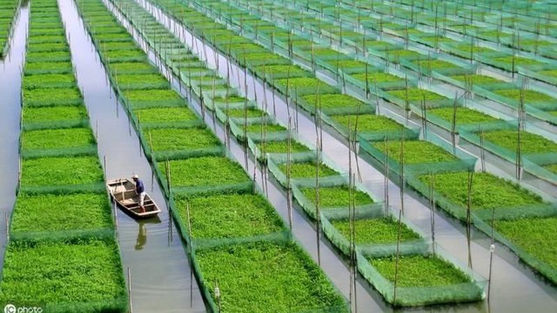 温室水肥一体化：现代农业的精准灌溉与施肥之道
