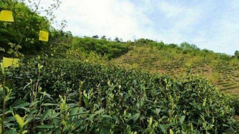 农业产业园冷链物流配套规范：构建高效供应链的关键**