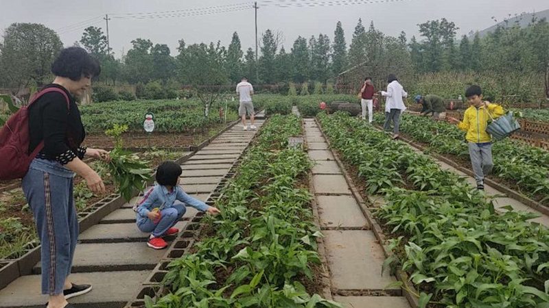 有机粮食种植基地申报流程解析