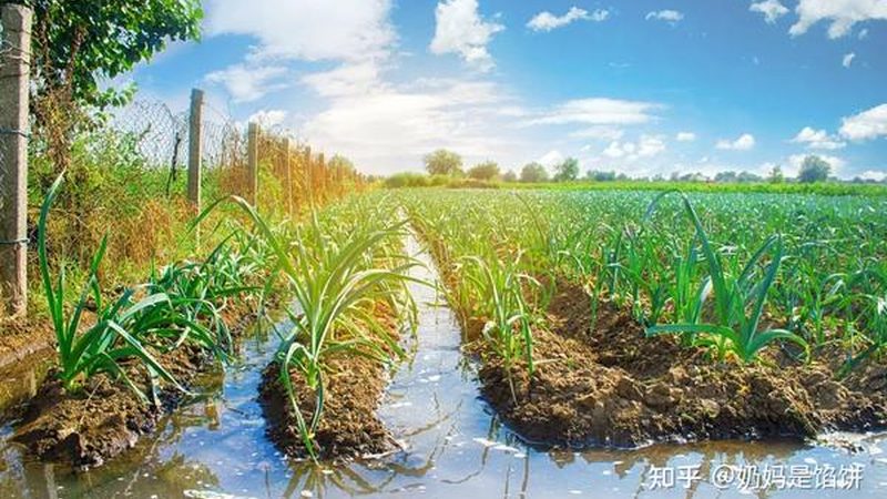 果蔬运输车底盘型号选择：如何兼顾运输效率和法规要求